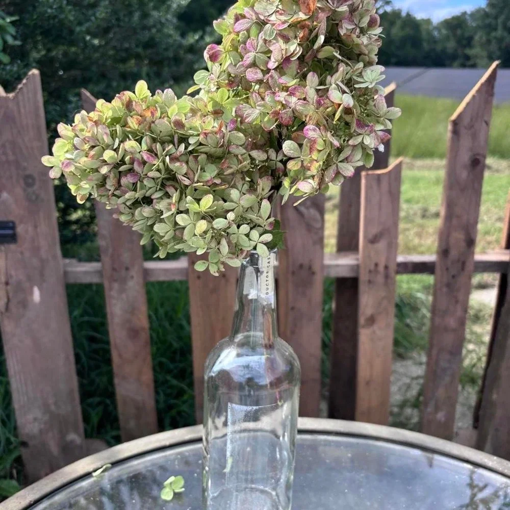 Real Preserved Hydrangea Stems 2 Count Sage Green Dusty Rose Pink Home Decor